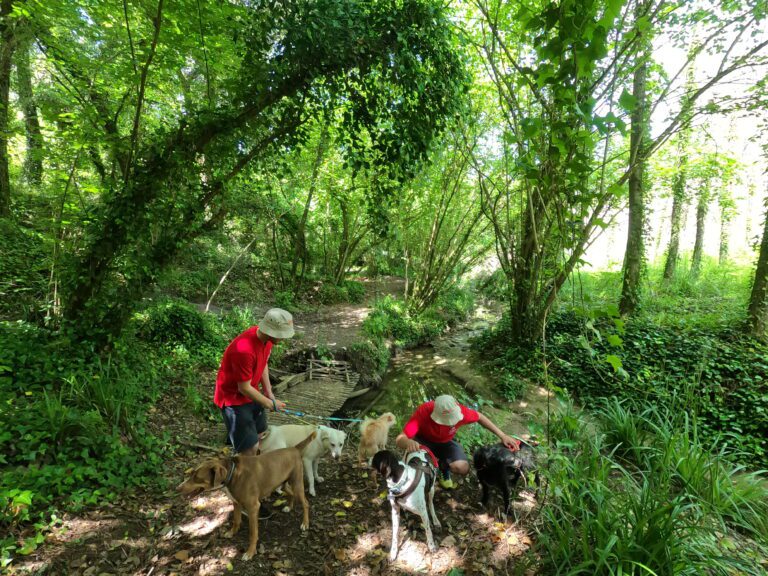 Dog Trekking