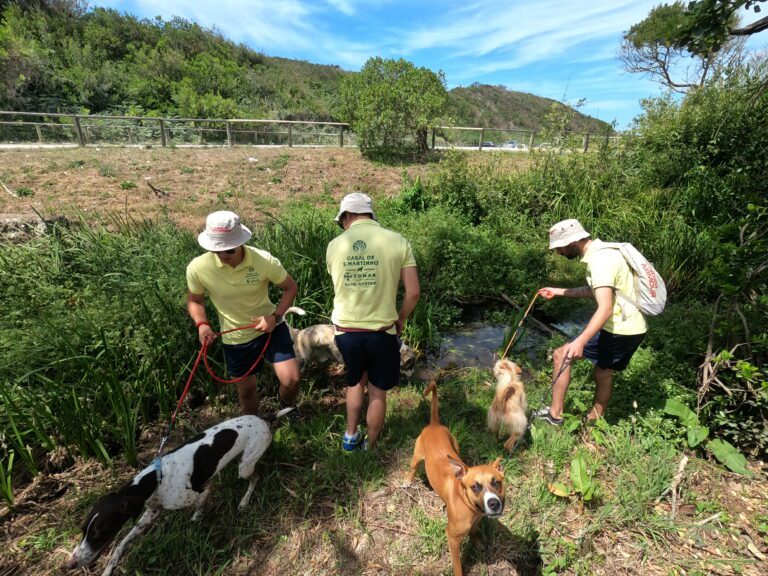 Dog Trekking